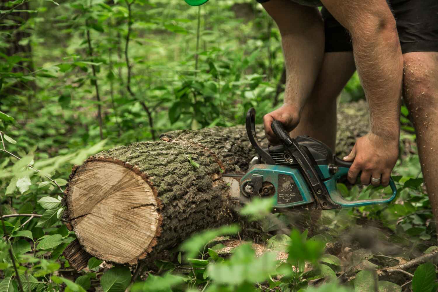 Best Affordable Tree Service  in Fabrica, TX